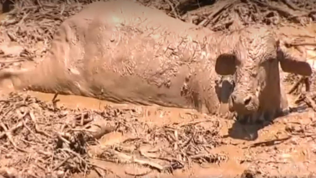 Animais são atingidos por lama tóxica da barragem de Brumadinho (MG)