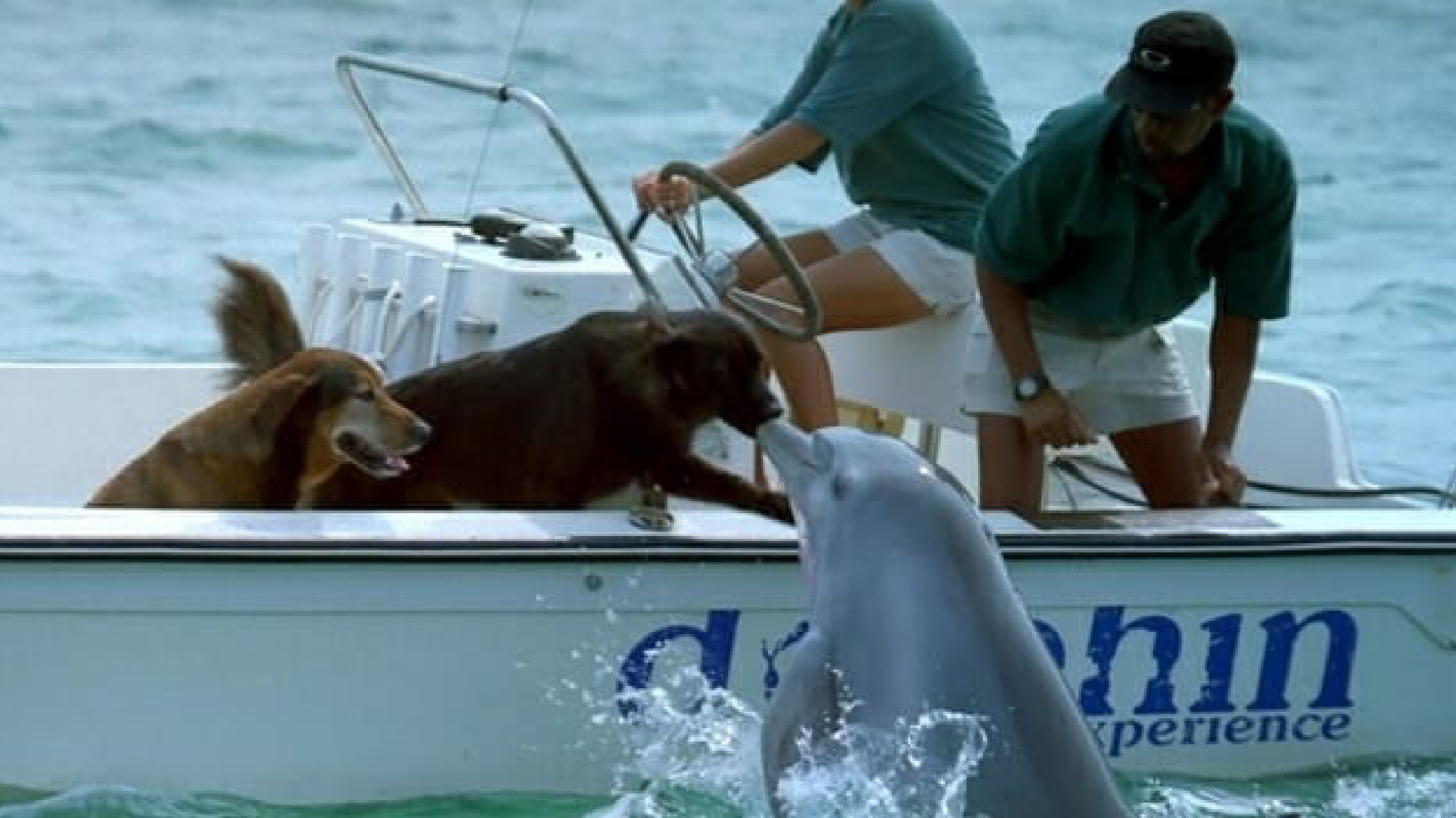 Vídeo flagra golfinho saindo da água para dar um "beijo" em cachorro/ Imagem: reprodução Internet
