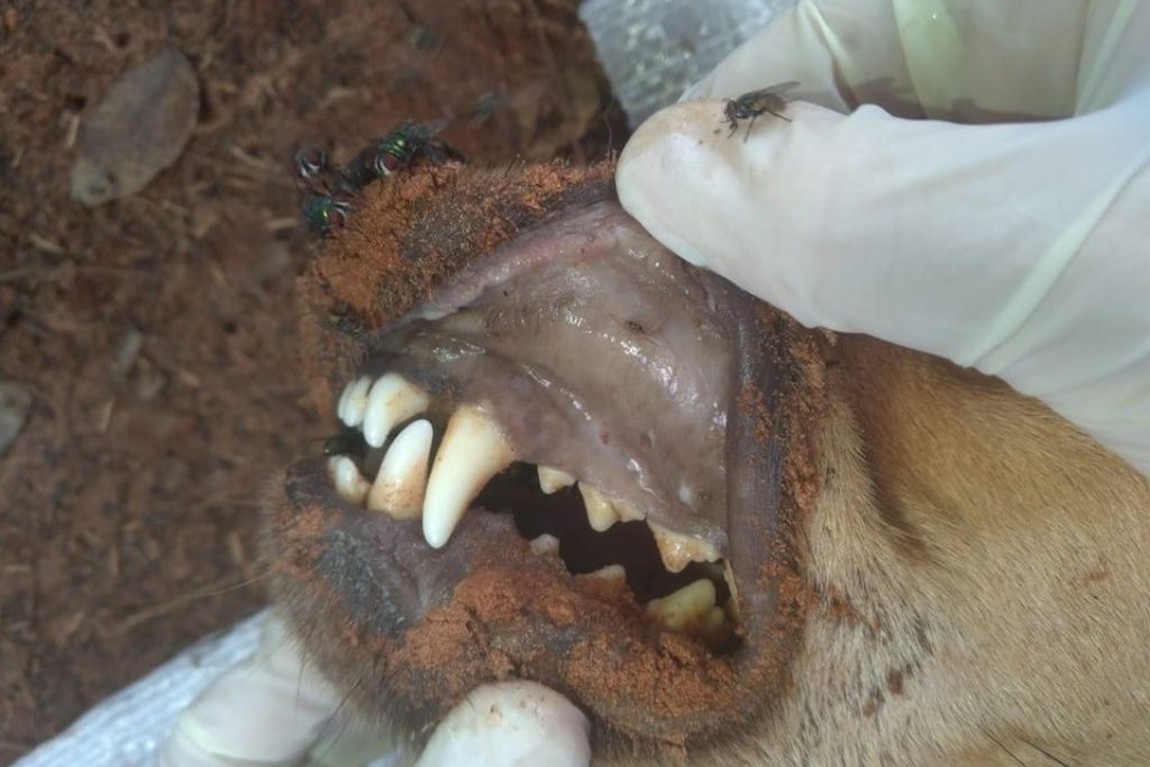 Cachorro resgatado tinha corpo tomado por larvas/ Imagem: Reprodução/ Internet