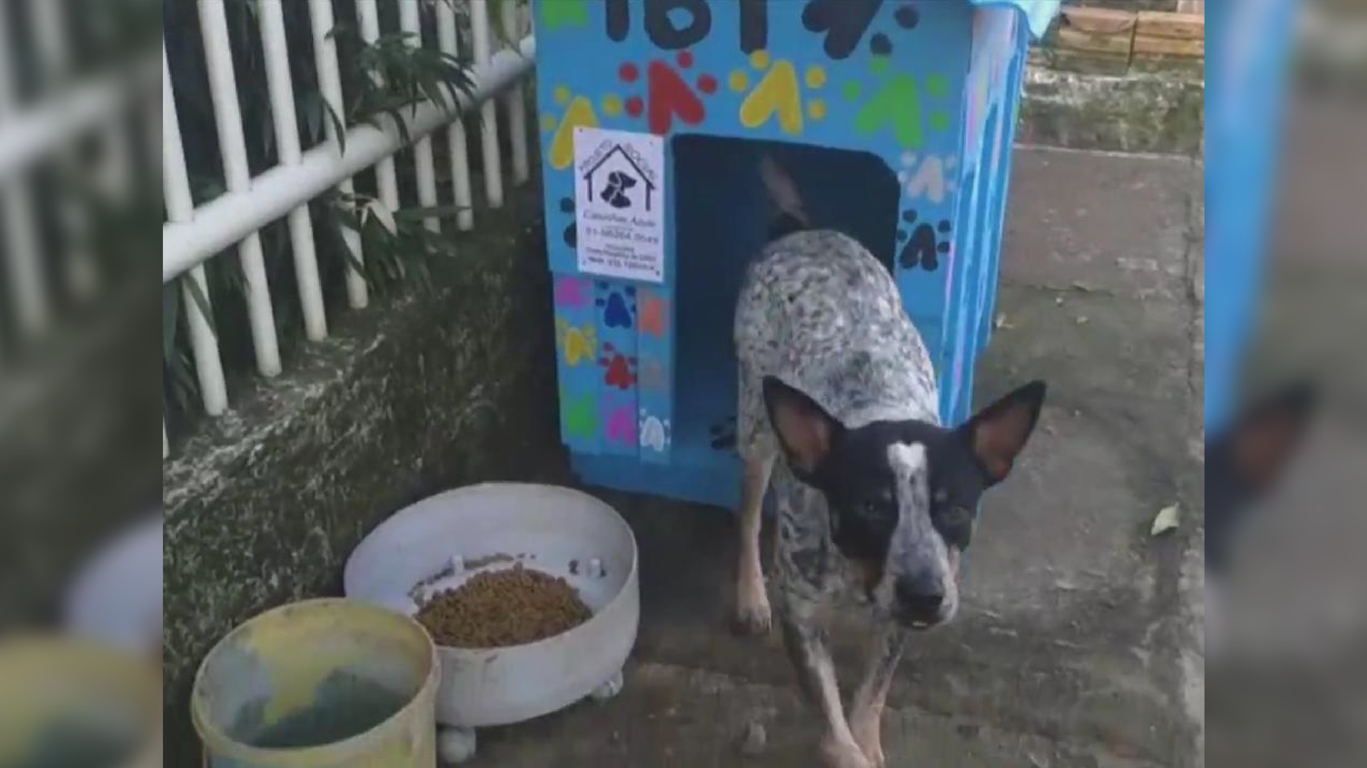 Voluntários constroem equipamento para cães abandonados/ Imagem: Reprodução Internet
