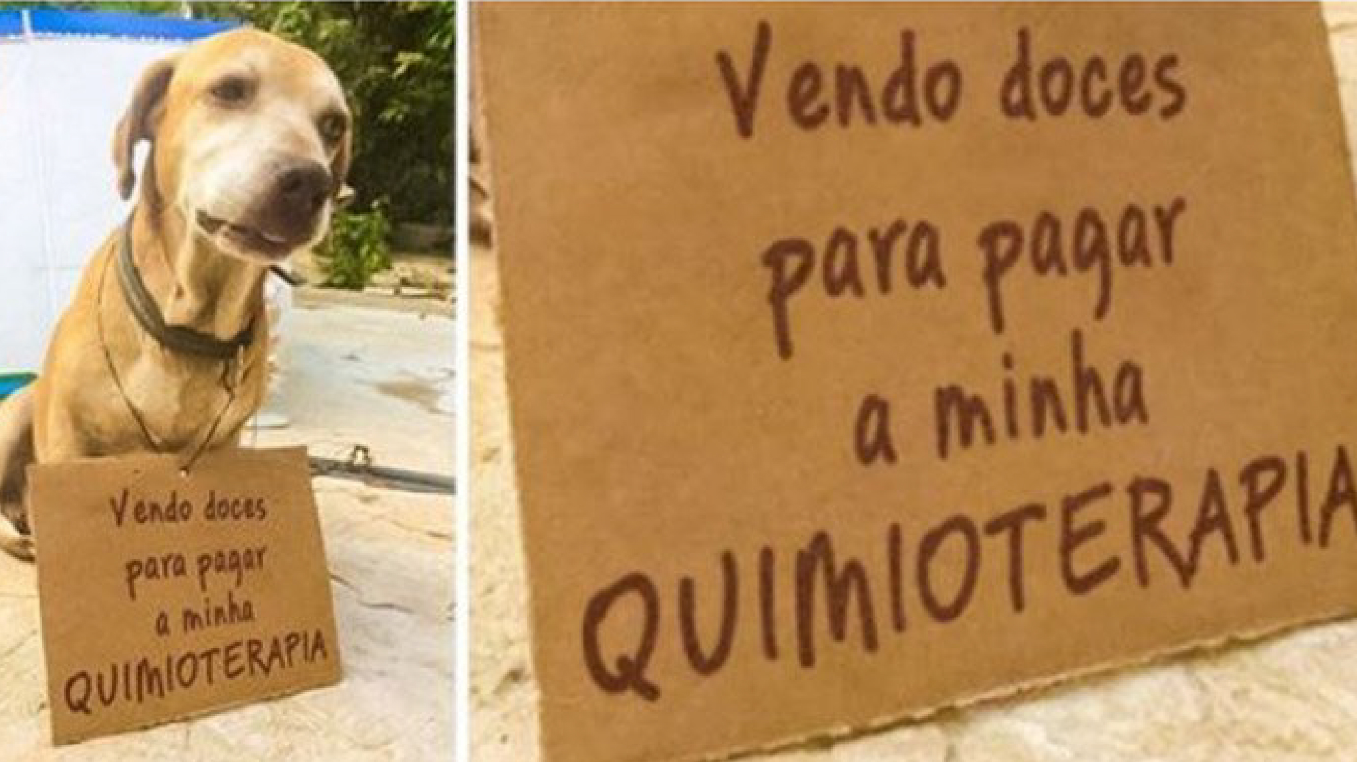 Cachorrinho com câncer vende doces para pagar tratamento/ Imagem: Internet