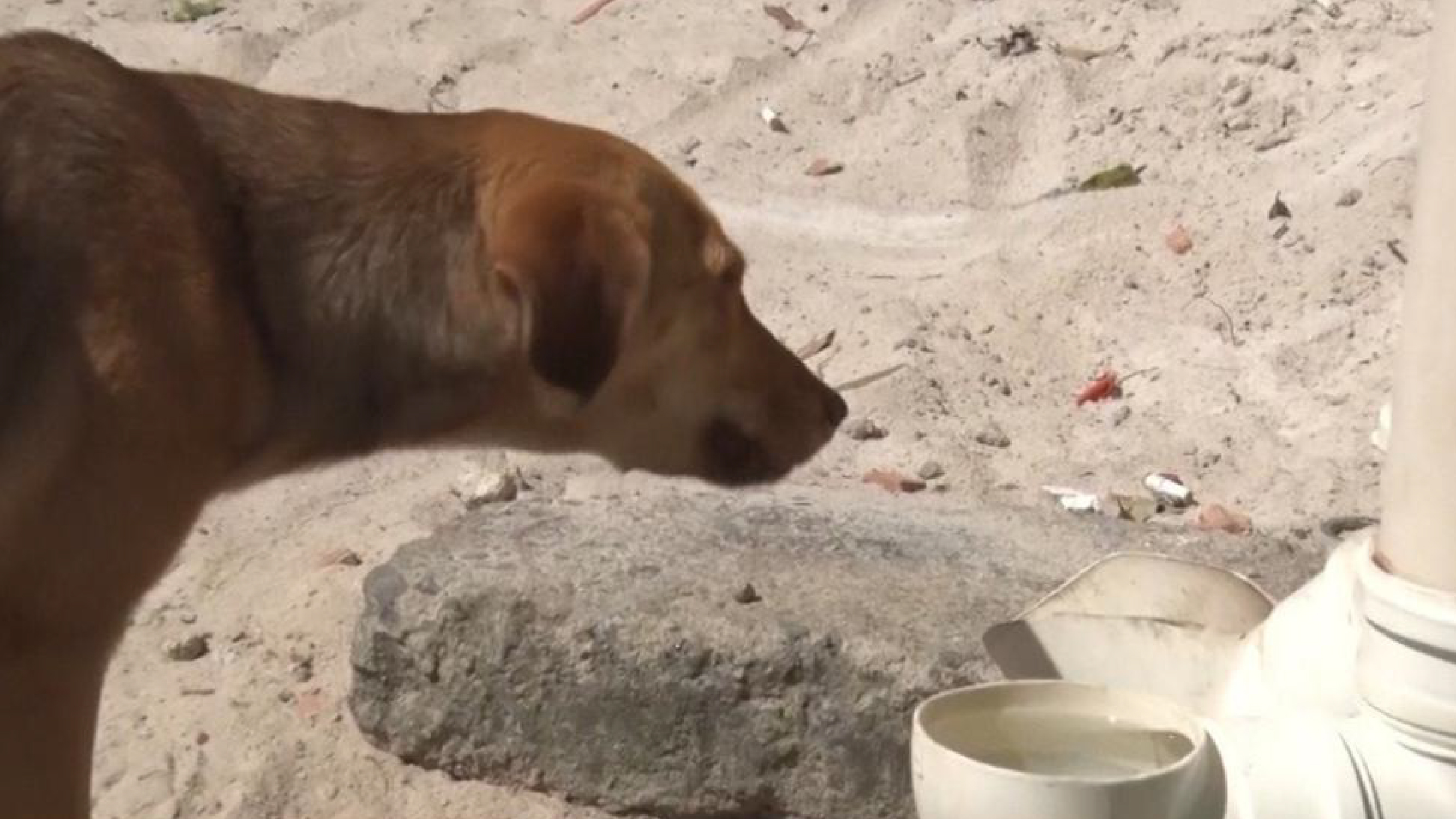Moradores dão água e ração para cães de rua