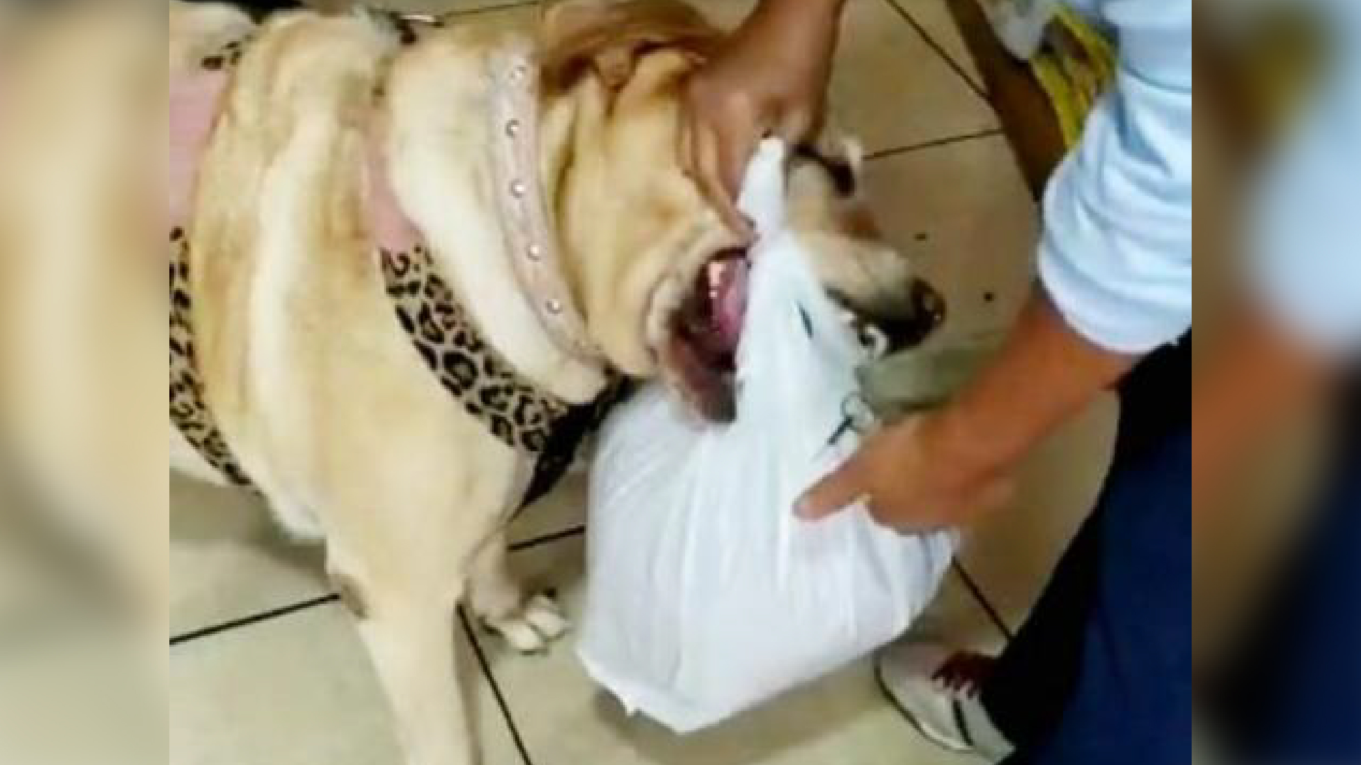 Morre uma das cachorrinhas mais famosas do Brasil/ Imagem: Reprodução Internet
