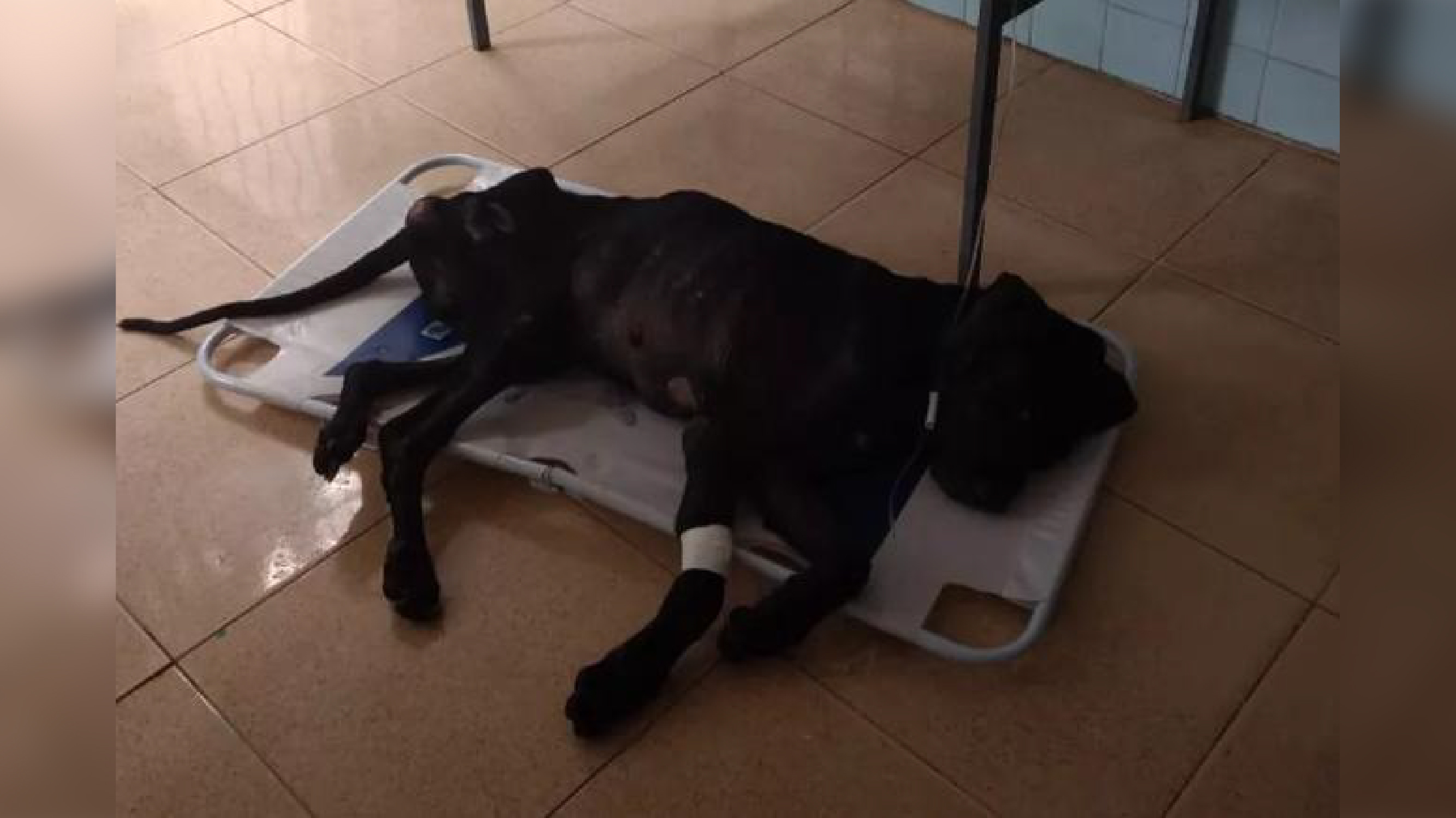 Bombeiros salvam cão vítima de maus-tratos após acusação digital/ Imagem: Reprodução Internet