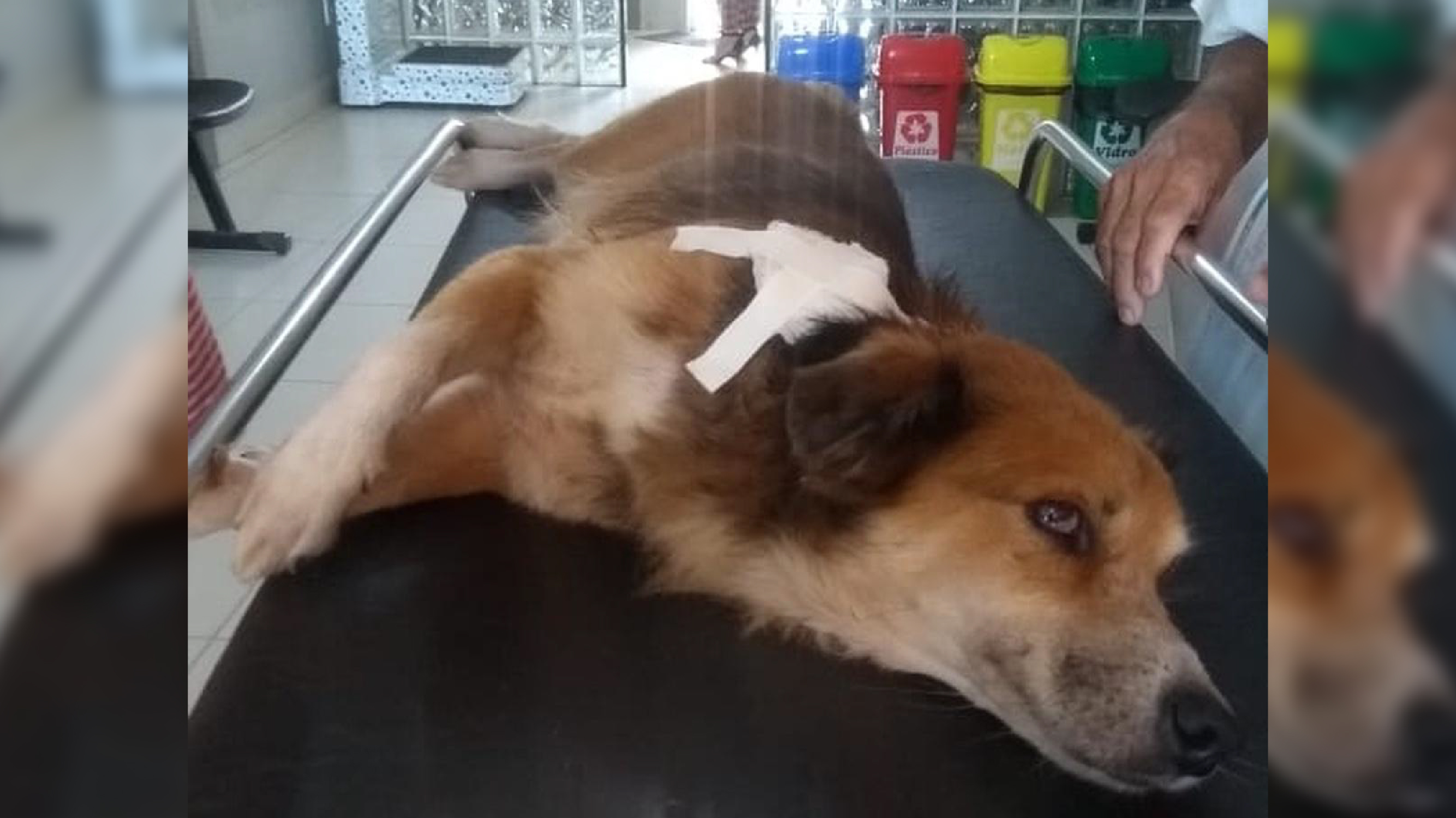 Solidariedade: Cachorro atingido em assalto comove para tratamento/ Reprodução: Internet