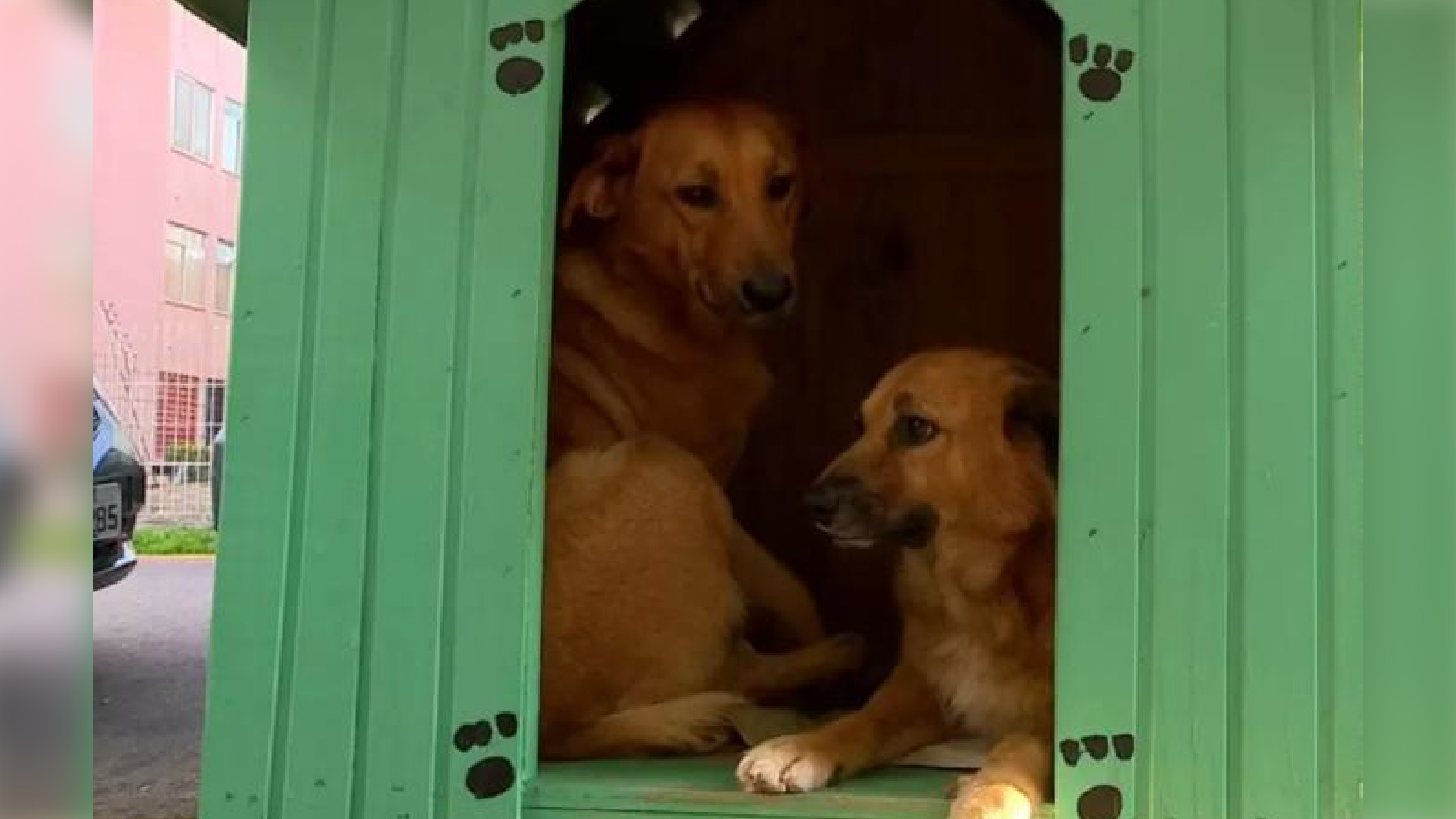 Vitória: justiça suspende remoção de casinhas para cães de rua/ Imagem: Reprodução Internet