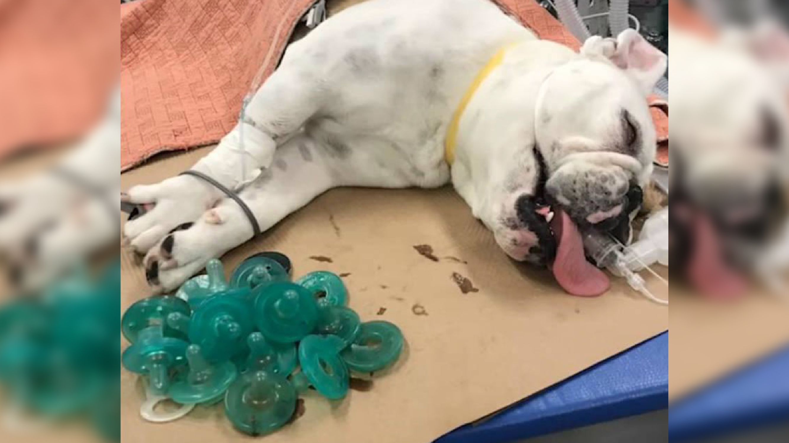 Cachorro engole 19 chupetas e passa por cirurgia de emergência/ Imagem: Reprodução Internet