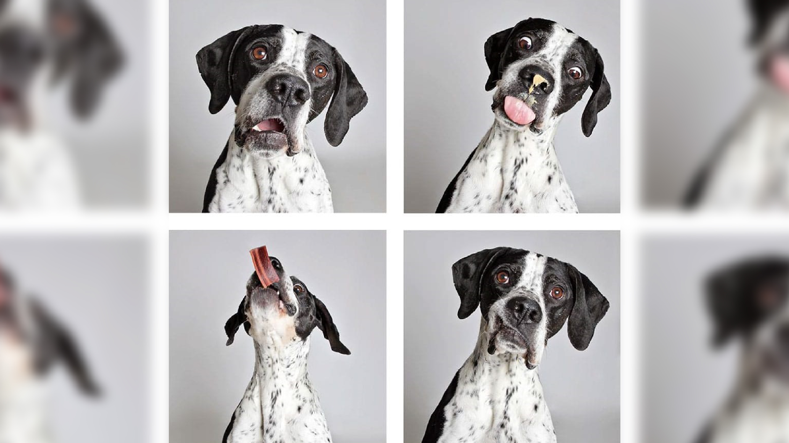 Fofura de cães em ensaio viabiliza adoção. Confira fotos!/ Imagem: Reprodução internet