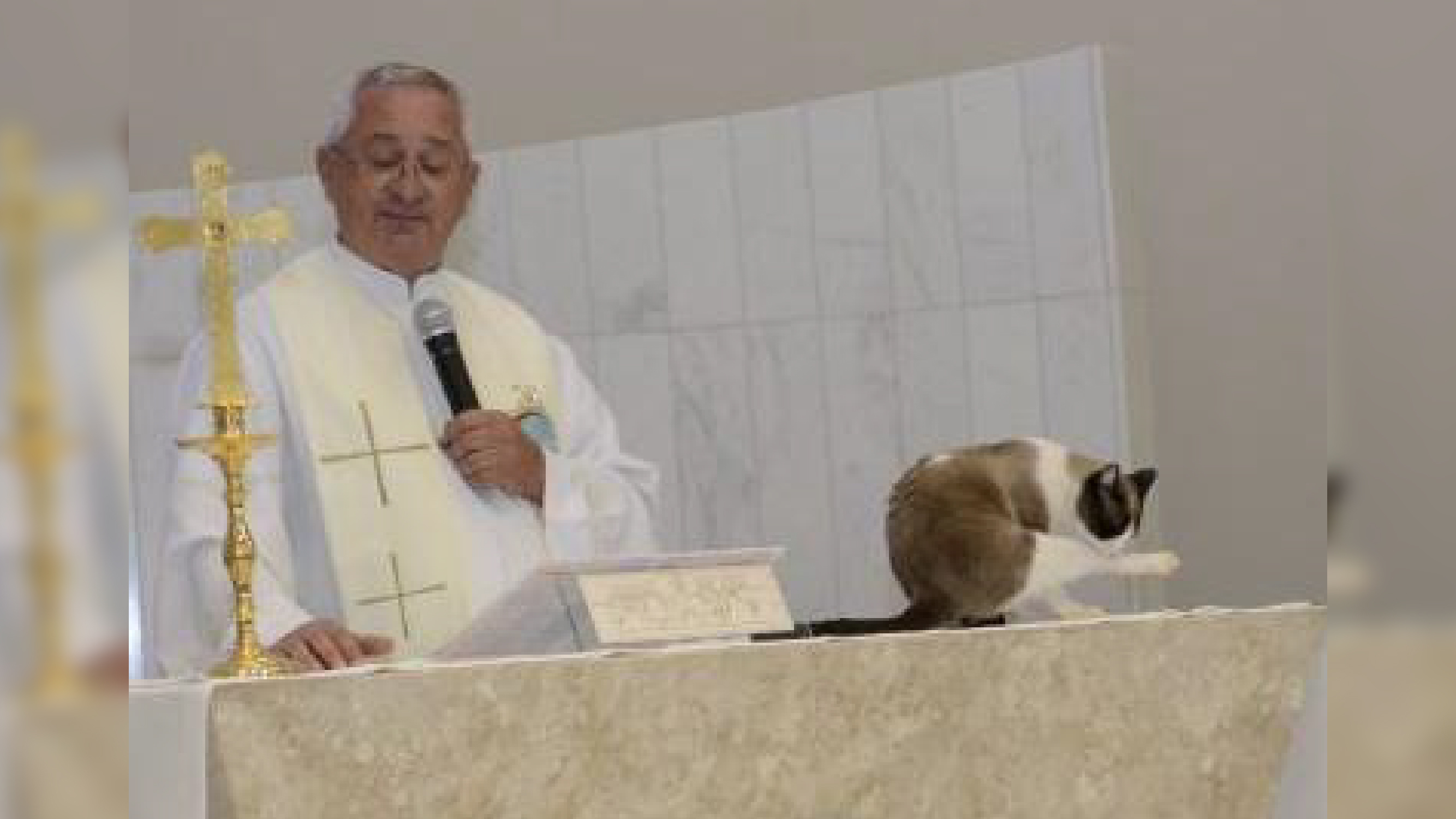 Gato decide participar de batizado e fiéis aprovam atitude de padre/ Imagem: reprodução internet
