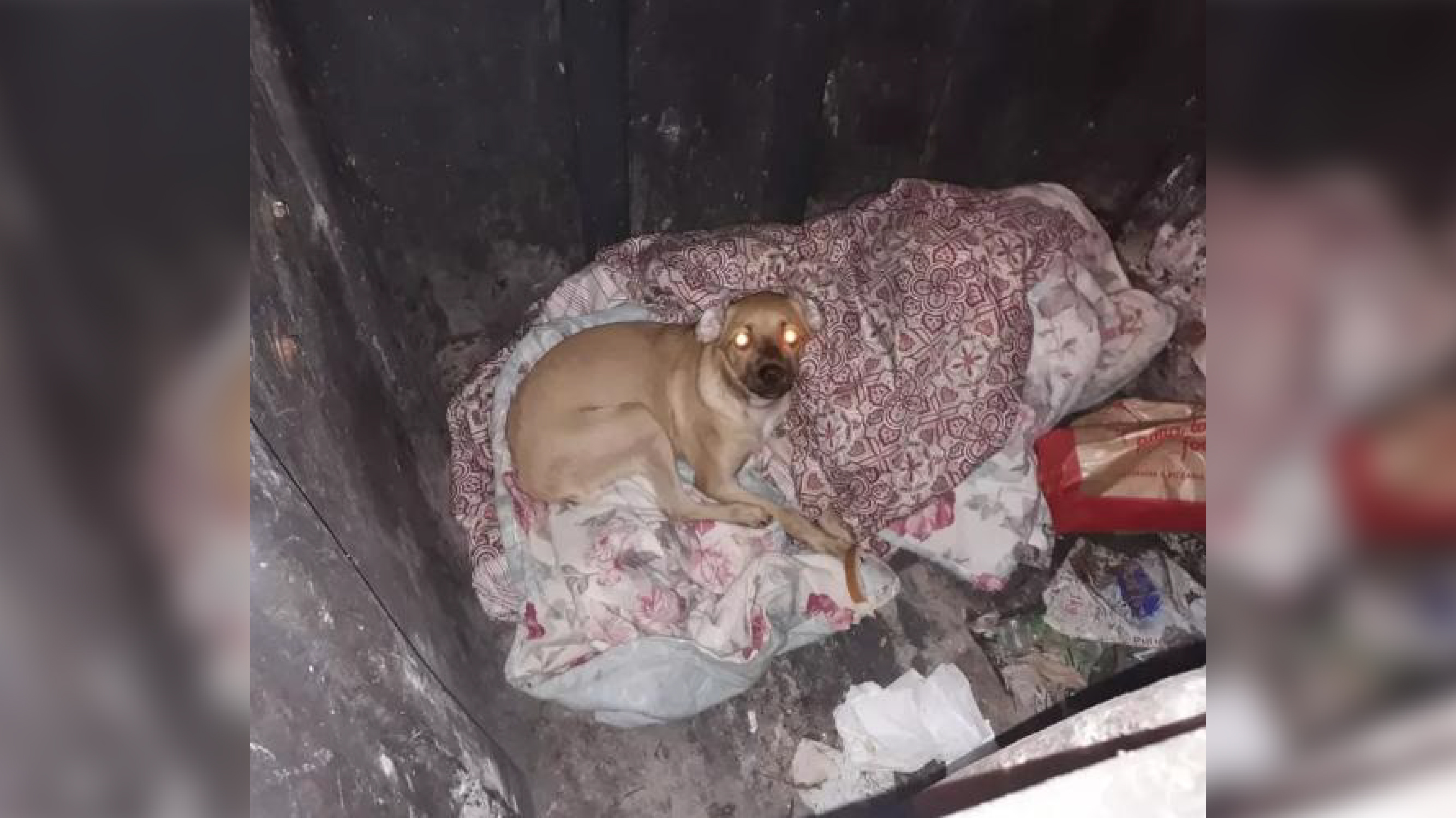 Flagrante: Cachorro é despejado em lixeira e salvo por testemunhas/ Imagem: Reprodução Internet