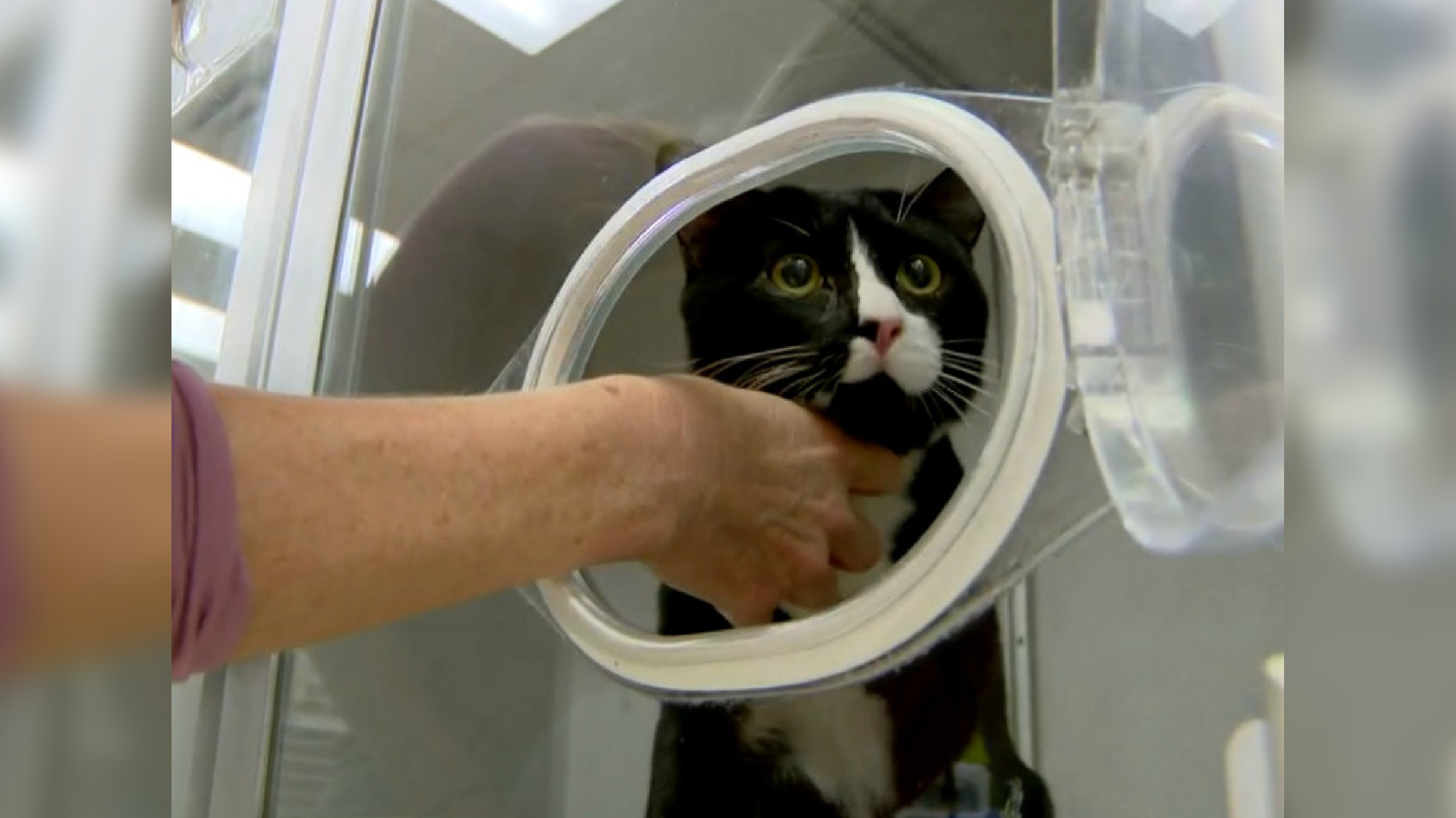Por descuido, gato fica preso durante uma hora em máquina de lavar ligada/ Imagem: reprodução internet