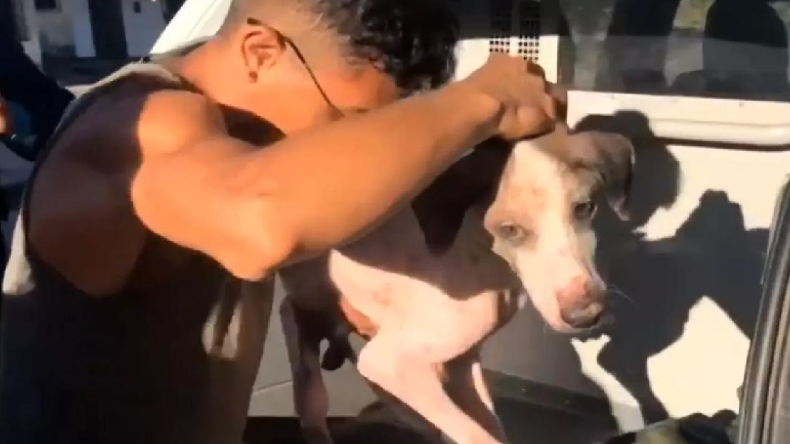 Rapaz é preso por roubar cão em abrigo que DOA animais/ Imagem: Reprodução Portal G1